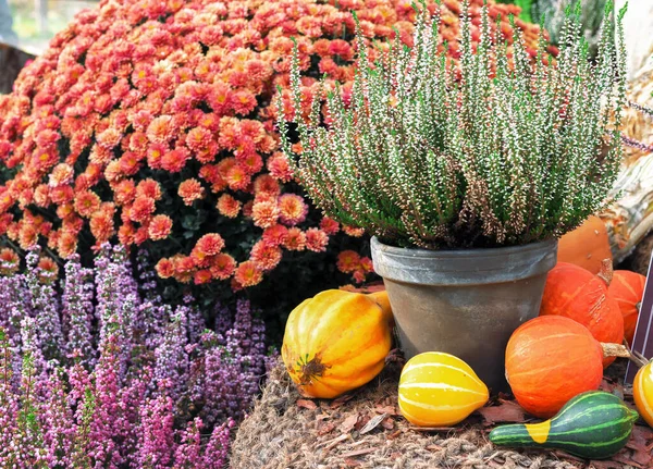 Farklı Kabak Türleri Dekoratif Çiçeklerle Sonbahar Kompozisyonu — Stok fotoğraf