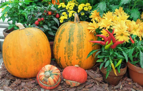 Grandi Zucche Arancioni Con Peperoni Rossi Fiori Gialli — Foto Stock