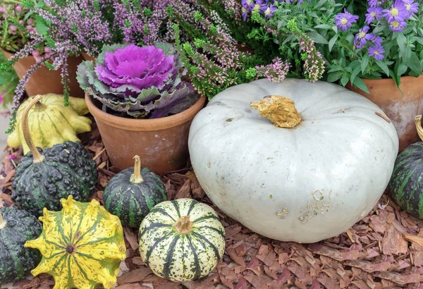 Küçük balkabaklarıyla, süslü lahana ve çiçeklerle sonbahar kompozisyonu.