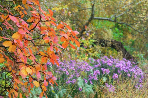 Árvore Com Folhas Laranja Canteiro Flores Com Astros Roxos — Fotografia de Stock