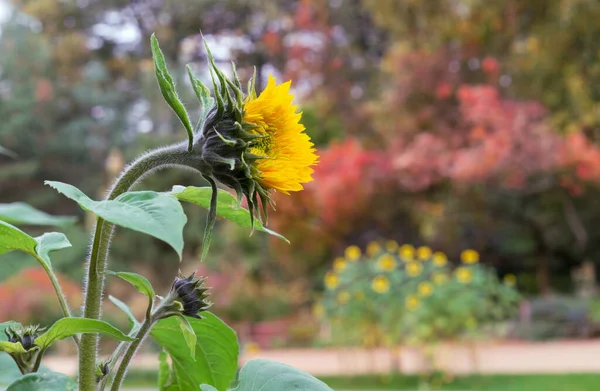 Tournesol Jaune Sur Fond Jardin Fleuri — Photo