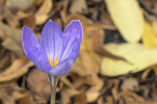 Blue flower of saffron or crocus ligusticus in the forest.