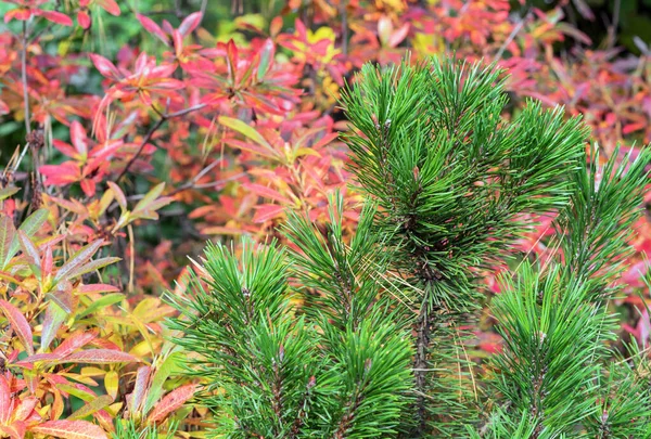 Green Spruce Background Red Yellow Leaves Autumn Landscape — Stock Photo, Image