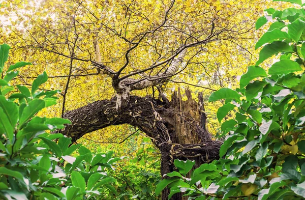 Новое Дерево Растет Сломанного Ствола Березы Новая Жизнь Старого Дерева — стоковое фото