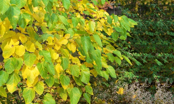 Acero Con Foglie Gialle Verdi Paesaggio Autunno — Foto Stock