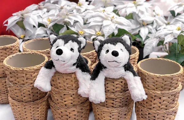 Two Soft Puppies Toys Sit Wicker Flower Pots — 스톡 사진