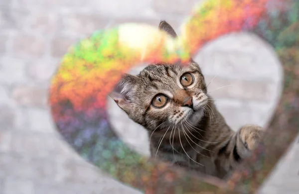 Tabby Gatinho Uma Moldura Dourada Brilhante Forma Coração Conceito Dia — Fotografia de Stock