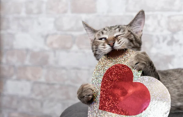 Tabby Gatinho Brinca Com Coração Vermelho Dourado Brilhante Conceito Dia — Fotografia de Stock