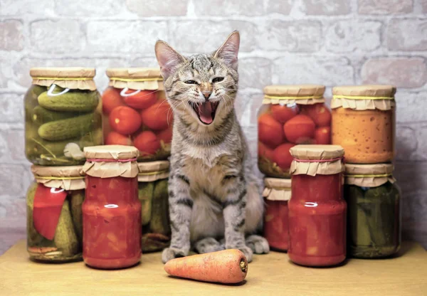 Tabby kitten yawns near glass jars of pickled vegetables. ?oncept of home canning vegetables for the winter.