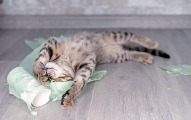 Komik kedi yavrusu yırtık tuvalet kağıdında uyuyor..