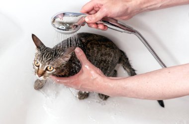 Duşta tekir bir kediyi yıkıyorsun. Islak ve korkmuş kedi yavrusu.