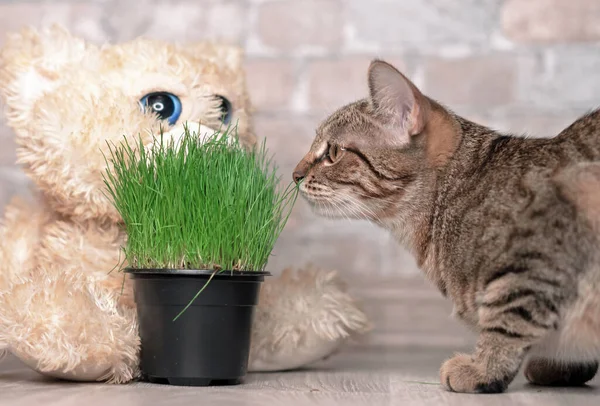 Tabby Gato Grama Verde Fresco Para Gatos — Fotografia de Stock