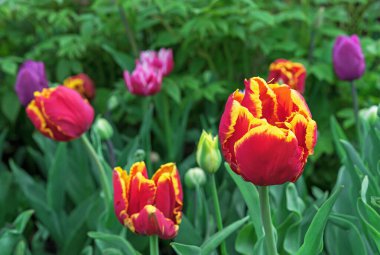 Bahar bahçesinde sarı sınırı olan kırmızı laleler.