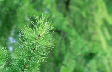 Çam familyasından taze Sibirya tarlası dalları.