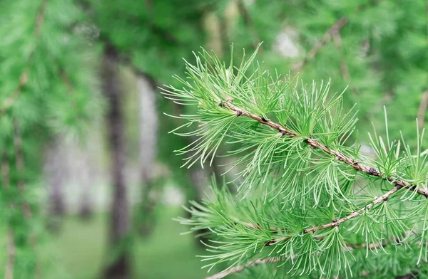 Branch Young Shoots Siberian Larch Pine Family — Stock Photo, Image