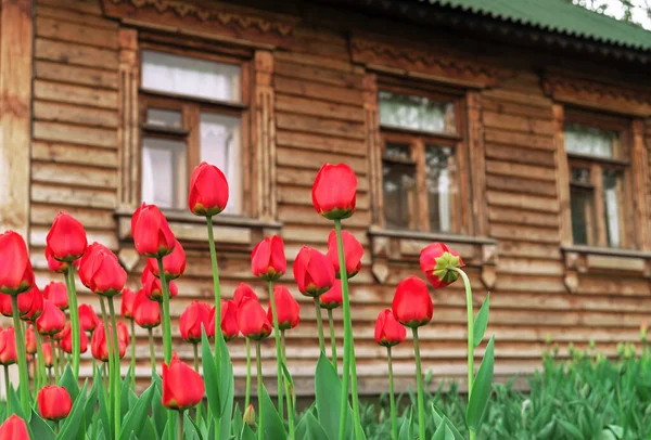 Czerwone Tulipany Tle Rustykalnego Drewnianego Domu — Zdjęcie stockowe