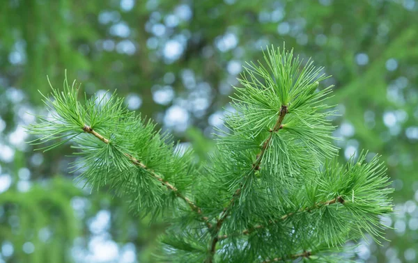 Branch Young Shoots Siberian Larch Pine Family — Stock Photo, Image