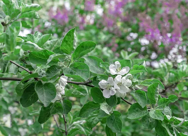 ライラックの開花を背景にリンゴの木の白い花で小枝 — ストック写真