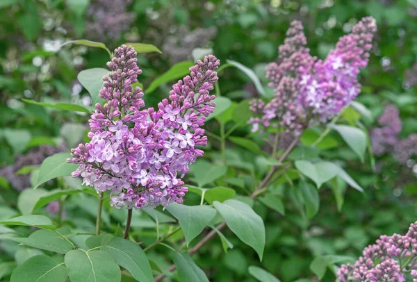 Twigs Van Bloeiende Seringen Een Voorjaar Park — Stockfoto