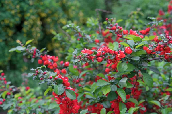 Voorjaarsbloei Van Rode Japanse Kweepeer Chaenomeles Speciosa — Stockfoto