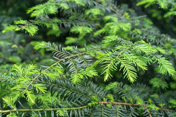 Siberian Evergreen Spruce Young Shoots Needles Spruce — Stock Photo, Image