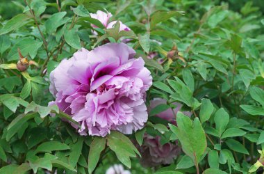 Lilac peony flower with green foliage. Blooming peonies.