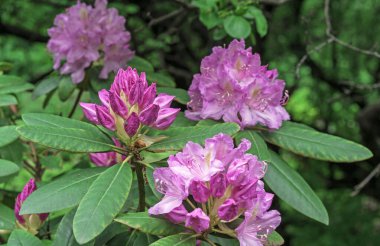 Bahar bahçesinde açan pembe rhododendron çiçekleri.