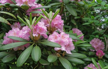 Bahar bahçesinde açan pembe rhododendron çiçekleri.
