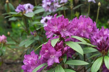 Violet flowers of hybrid rhododendron, azaleas bloom in the spring garden.