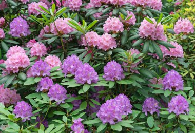 Lilac and pink flowers of the hybrid rhododendron. Background from rhododendrons.