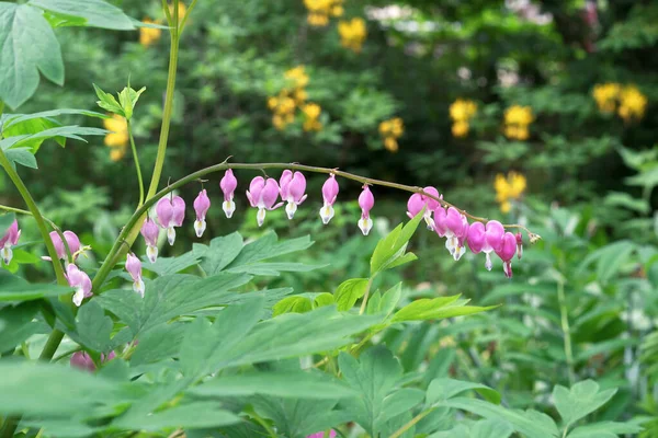 Pink Flowers Bleeding Heart Lamprocapnos Spectabilis — ストック写真