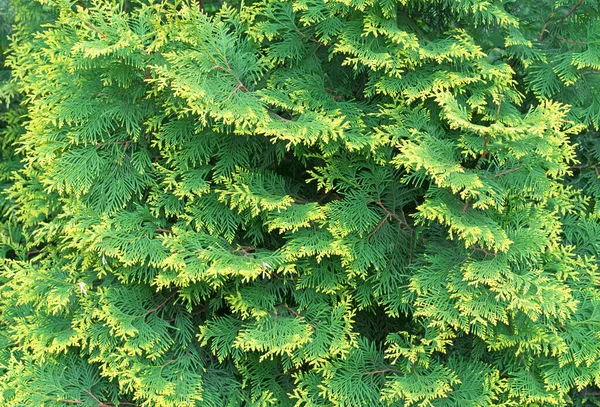 Thuja Oriental Yellow Green Foliage Evergreen Cypress — Zdjęcie stockowe