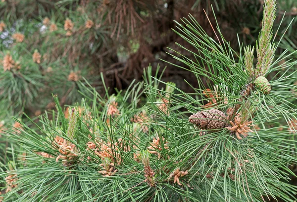 Young Cones Pinia Pine Mediterranean Pine Italian Pine — Zdjęcie stockowe