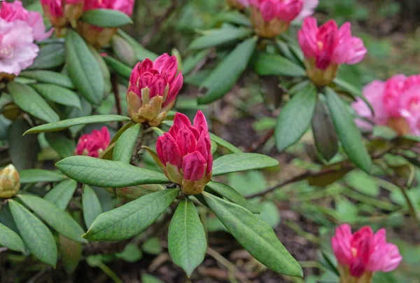 Closed Bud Pink Rhododendron Beginning Flowering Rhododendrons — Zdjęcie stockowe