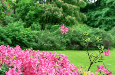 Bahar bahçesinde açan pembe rhododendron çiçekleri.