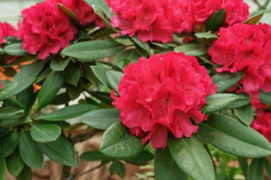 Pasifik kırmızı rhododendronu (Rhododendron makrophyllum), Kuzey Amerika 'nın Pasifik kıyılarında yetişen büyük yapraklı bir rododendron türüdür..