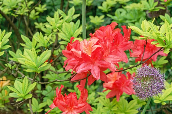 Czerwone Kwiaty Rododendronu Kwitły Wiosennym Ogrodzie — Zdjęcie stockowe