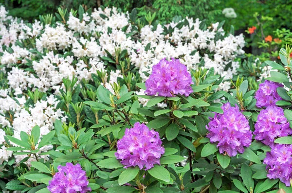 太平洋杜鹃 Rhododendron Rhododendron Macrophyllum 是原产于北美太平洋沿岸的一种大型杜鹃 — 图库照片