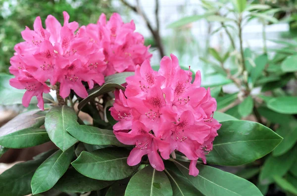 Różowy Rododendron Pacyficzny Rhododendron Macrophyllum Jest Wielkolistnym Gatunkiem Rododendronu Występującym — Zdjęcie stockowe
