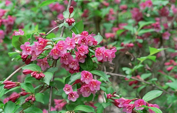 開花ウィゲラ 赤やピンクの花を持つWeigela Japonica低成長低木 — ストック写真