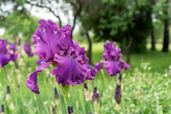 紫色の虹彩花 夏の庭で虹彩を開花させる — ストック写真