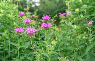 Pembe monarda çiçekleri. Bergamot otu, Amerikan limon merhemi, Hint ısırgan otu, Oregon çayı, arı merhemi, at nanesi.