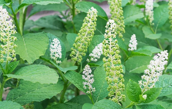 Bloei Phytolacca Americana Ook Bekend Als Amerikaanse Wiet Een Giftige — Stockfoto