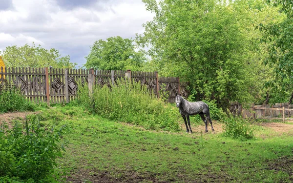 Cavalo Cinzento Com Manchas Brancas Pastam Quintal — Fotografia de Stock