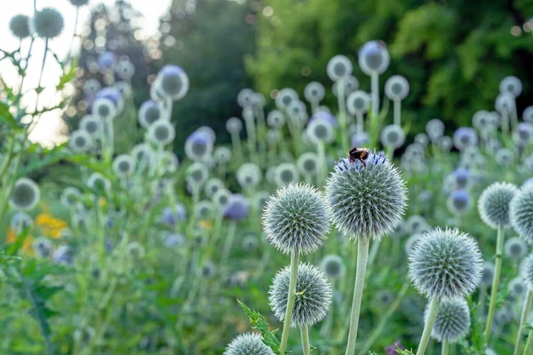 圆圆的 尖尖的带有蜜蜂采集花粉的菊花或茴香花 免版税图库照片