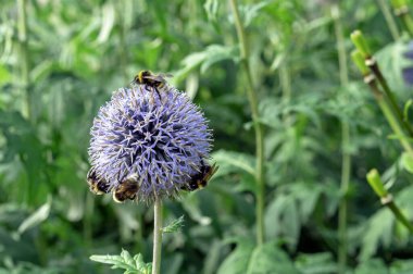 Blooming lilac Echinops or Thistle flower (Echinops ritro) with bees collecting pollen.