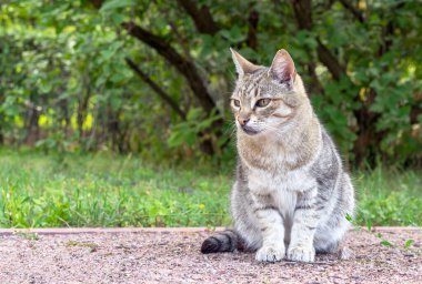 Gray tabby pussycat sits on a garden path against the backdrop of a summer garden.