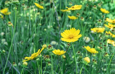 Blooming yellow coreopsis (Coreopsis lanceolata) in the summer garden.