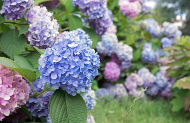 Blooming blue hydrangea or tree hydrangea in the summer garden.
