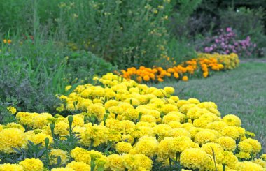 Zinnias of different colors are planted in the form of a curved path.